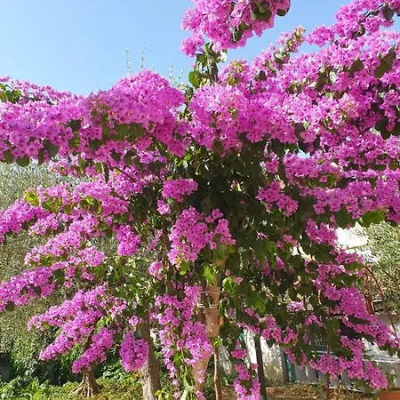 Casa Al Mare Con Parcheggio Interno E Giardino تْشيفيتانوفا ماركي